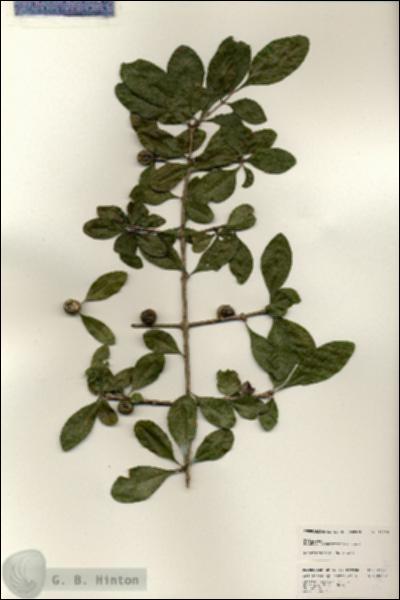 URN_catalog_HBHinton_herbarium_24776.jpg.jpg