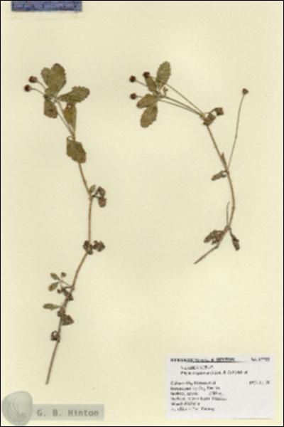 URN_catalog_HBHinton_herbarium_17722.jpg.jpg