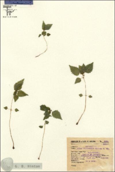 URN_catalog_HBHinton_herbarium_8240-1.jpg.jpg