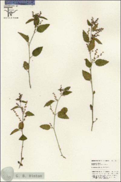 URN_catalog_HBHinton_herbarium_25623.jpg.jpg