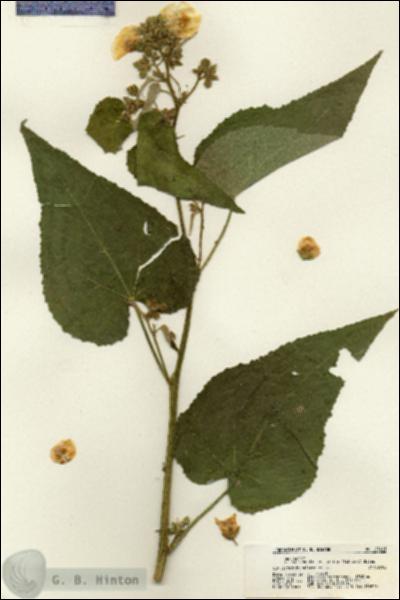 URN_catalog_HBHinton_herbarium_21401.jpg.jpg