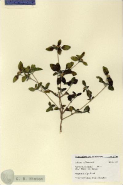URN_catalog_HBHinton_herbarium_27744.jpg.jpg