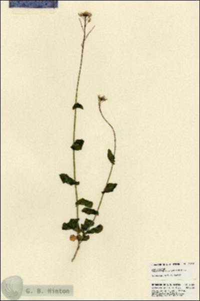 URN_catalog_HBHinton_herbarium_21869.jpg.jpg