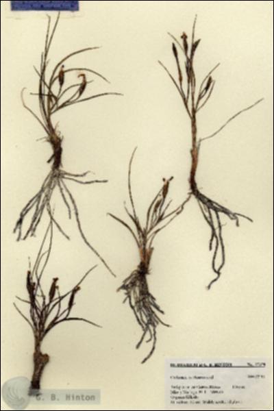 URN_catalog_HBHinton_herbarium_27378.jpg.jpg