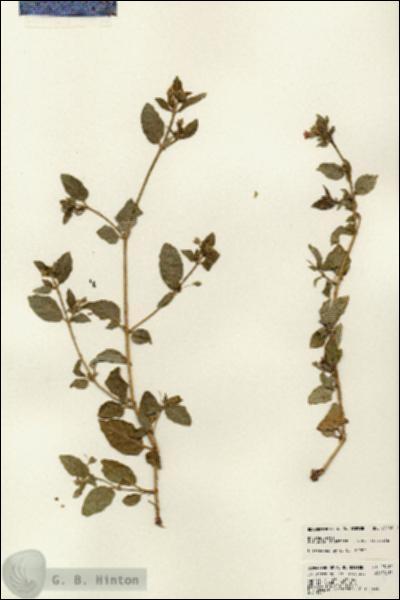 URN_catalog_HBHinton_herbarium_23182.jpg.jpg
