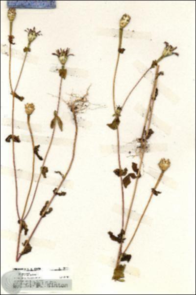 URN_catalog_HBHinton_herbarium_20014.jpg.jpg