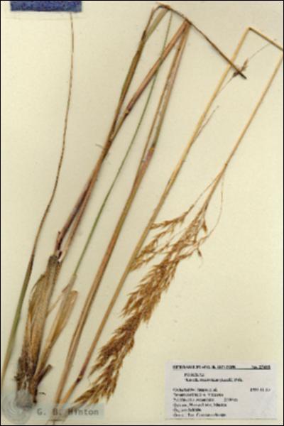 URN_catalog_HBHinton_herbarium_27495.jpg.jpg