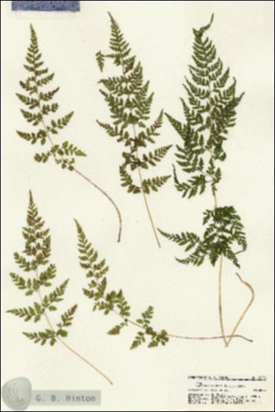 URN_catalog_HBHinton_herbarium_21299.jpg.jpg
