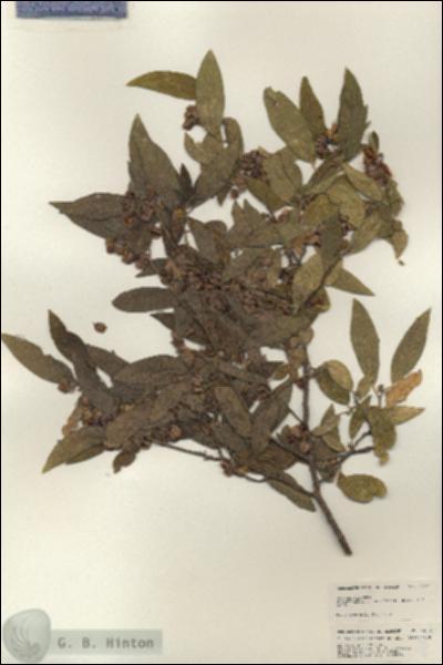 URN_catalog_HBHinton_herbarium_24976.jpg.jpg