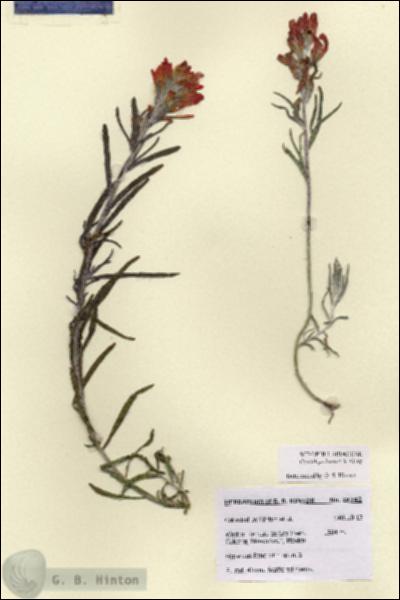 URN_catalog_HBHinton_herbarium_28742.jpg.jpg