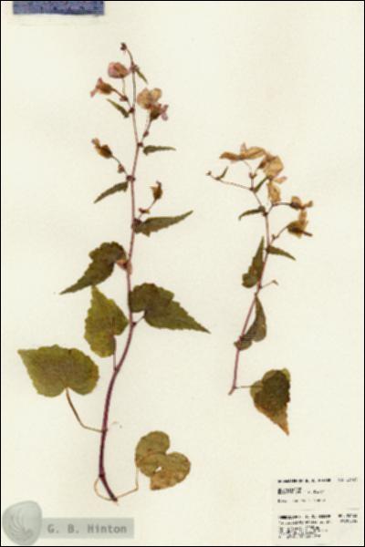 URN_catalog_HBHinton_herbarium_23423.jpg.jpg