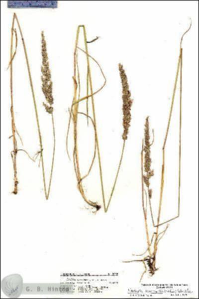 URN_catalog_HBHinton_herbarium_20505.jpg.jpg