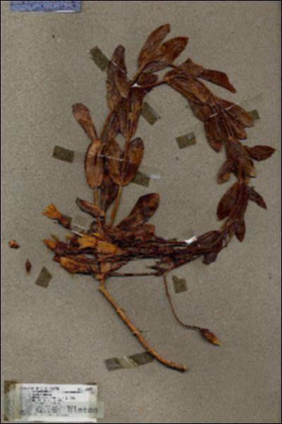 URN_catalog_HBHinton_herbarium_18273.jpg.jpg