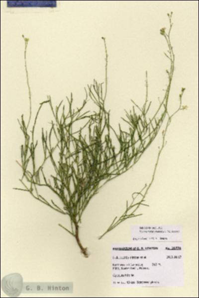 URN_catalog_HBHinton_herbarium_28774.jpg.jpg