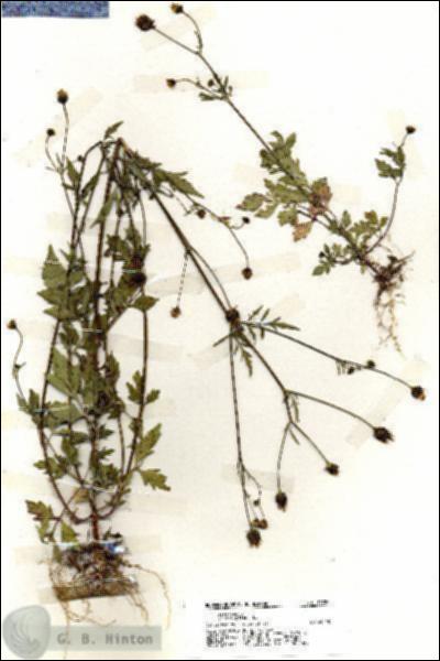 URN_catalog_HBHinton_herbarium_19787.jpg.jpg