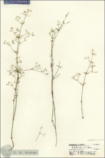 URN_catalog_HBHinton_herbarium_21330.jpg.jpg