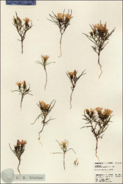 URN_catalog_HBHinton_herbarium_23550.jpg.jpg