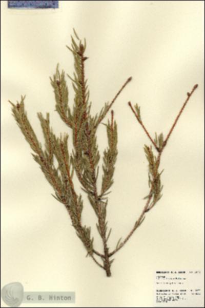 URN_catalog_HBHinton_herbarium_22672.jpg.jpg