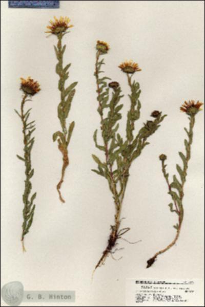 URN_catalog_HBHinton_herbarium_20398.jpg.jpg