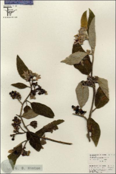 URN_catalog_HBHinton_herbarium_26522.jpg.jpg