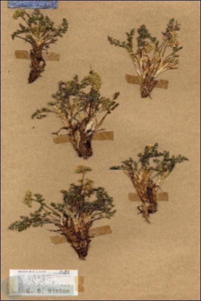 URN_catalog_HBHinton_herbarium_18803.jpg.jpg