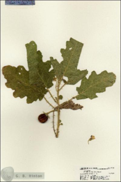 URN_catalog_HBHinton_herbarium_21421.jpg.jpg