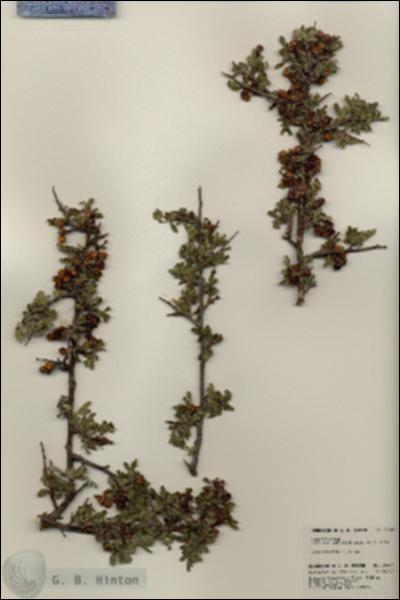 URN_catalog_HBHinton_herbarium_24467.jpg.jpg