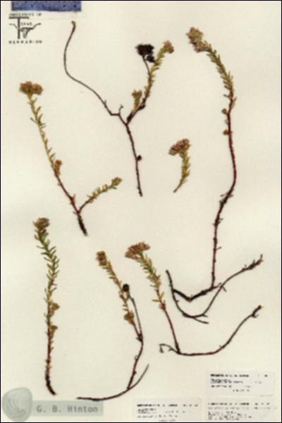 URN_catalog_HBHinton_herbarium_26002.jpg.jpg