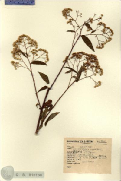 URN_catalog_HBHinton_herbarium_8836.jpg.jpg