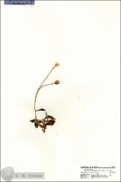 URN_catalog_HBHinton_herbarium_20819.jpg.jpg