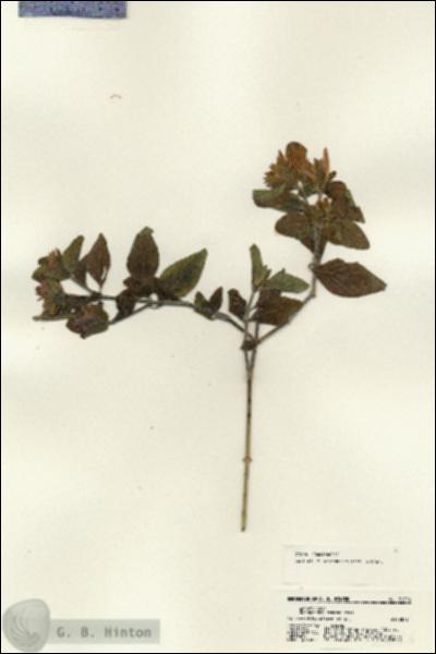 URN_catalog_HBHinton_herbarium_21226.jpg.jpg