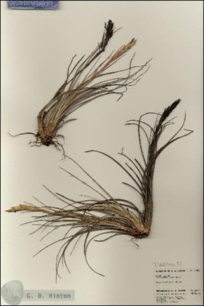 URN_catalog_HBHinton_herbarium_22901.jpg.jpg
