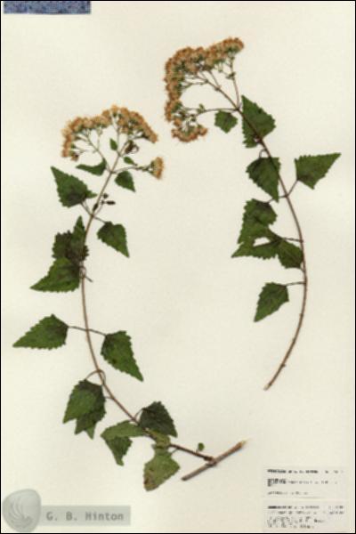 URN_catalog_HBHinton_herbarium_24992.jpg.jpg