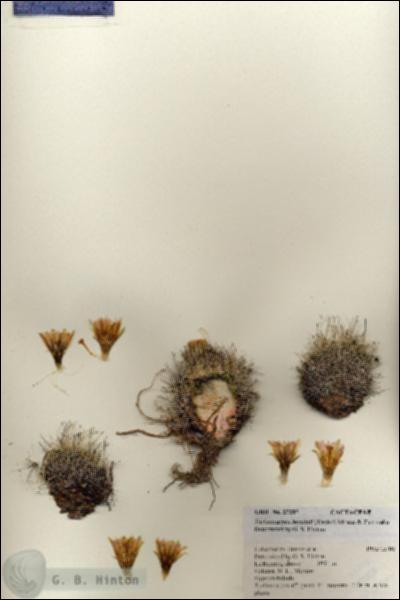 URN_catalog_HBHinton_herbarium_27207.jpg.jpg
