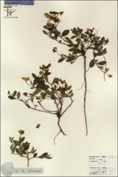 URN_catalog_HBHinton_herbarium_26171.jpg.jpg