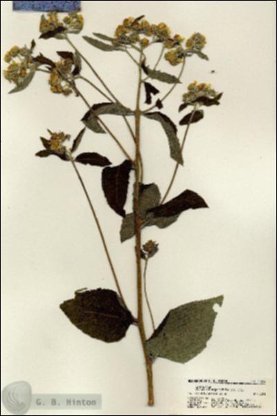 URN_catalog_HBHinton_herbarium_21264.jpg.jpg