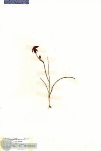 URN_catalog_HBHinton_herbarium_19172.jpg.jpg