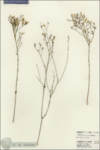 URN_catalog_HBHinton_herbarium_23115.jpg.jpg