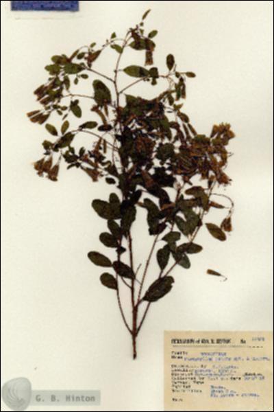 URN_catalog_HBHinton_herbarium_15389.jpg.jpg