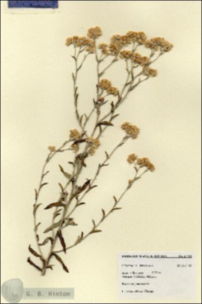 URN_catalog_HBHinton_herbarium_27765.jpg.jpg