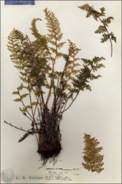 URN_catalog_HBHinton_herbarium_21111.jpg.jpg
