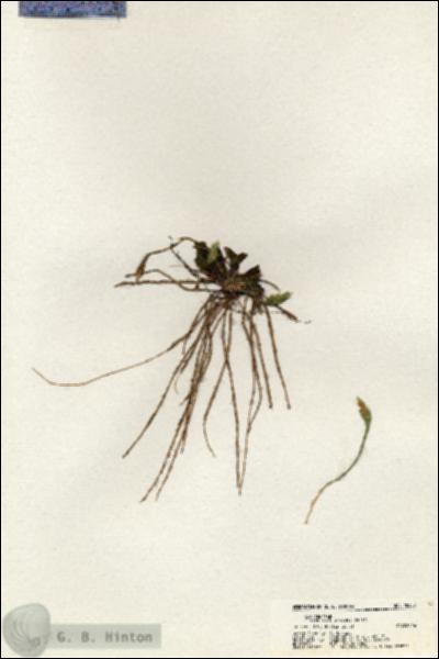 URN_catalog_HBHinton_herbarium_20352.jpg.jpg