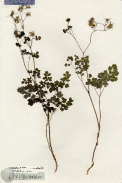 URN_catalog_HBHinton_herbarium_20254.jpg.jpg
