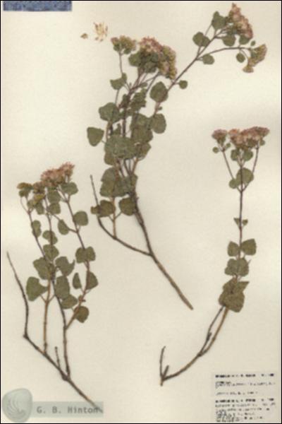 URN_catalog_HBHinton_herbarium_23887.jpg.jpg
