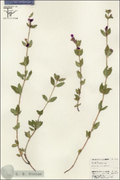 URN_catalog_HBHinton_herbarium_25409.jpg.jpg