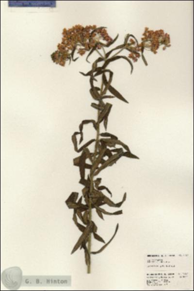 URN_catalog_HBHinton_herbarium_24194.jpg.jpg