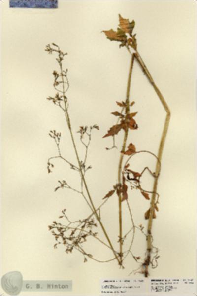 URN_catalog_HBHinton_herbarium_23434.jpg.jpg