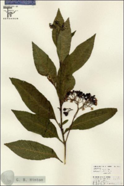 URN_catalog_HBHinton_herbarium_26024.jpg.jpg