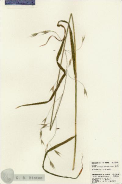 URN_catalog_HBHinton_herbarium_23158.jpg.jpg