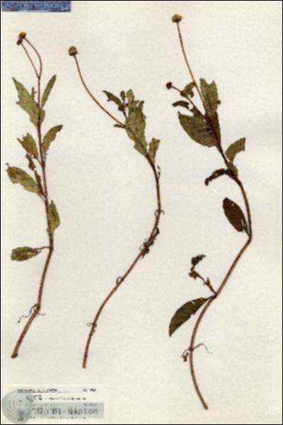 URN_catalog_HBHinton_herbarium_20533.jpg.jpg